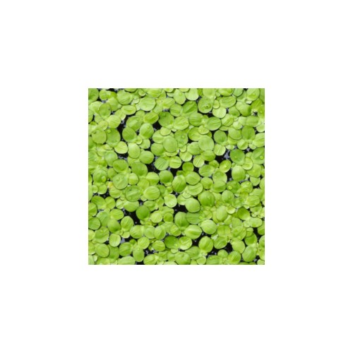 Applicability of Duckweed to increase Food Security in Africa